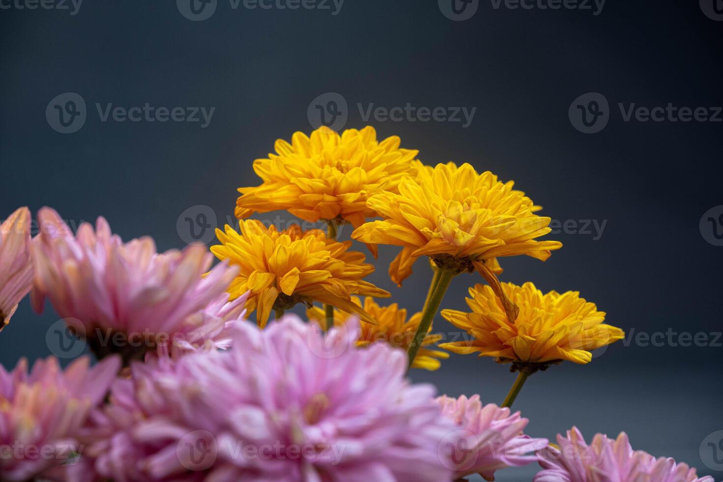Yellow and pink flowers are placed in a row on the side. Yellow and pink chrysanthemums. With copywriting space in the middle. For valentine's Day, celebration events, birthday events and room photo