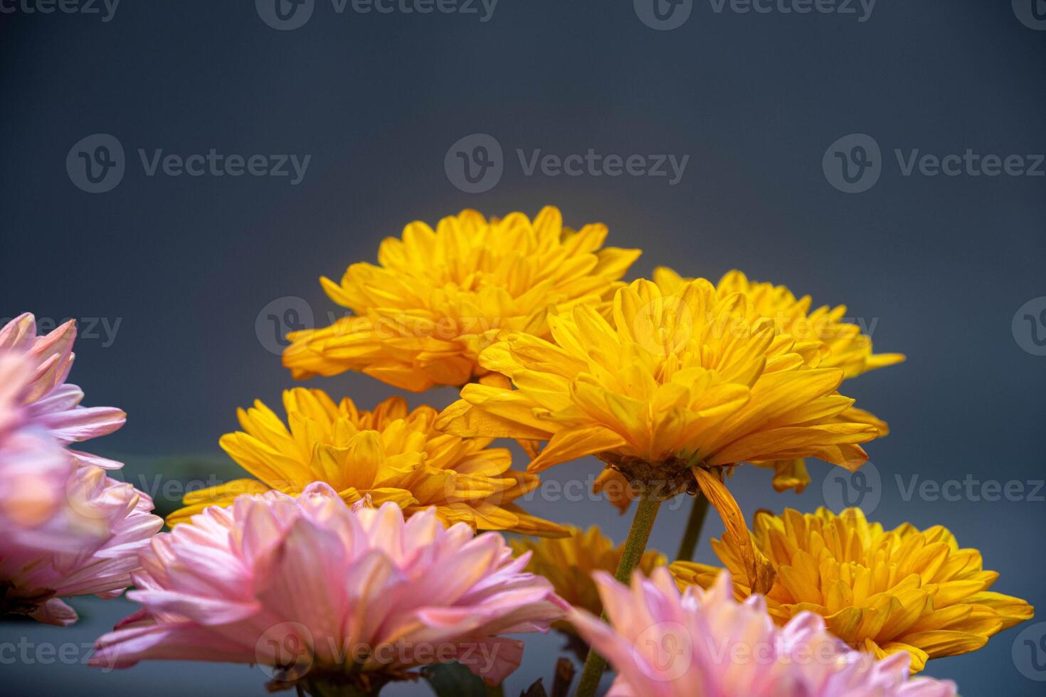 Yellow and pink flowers are placed in a row on the side. Yellow and pink chrysanthemums. With copywriting space in the middle. For valentine's Day, celebration events, birthday events and room photo