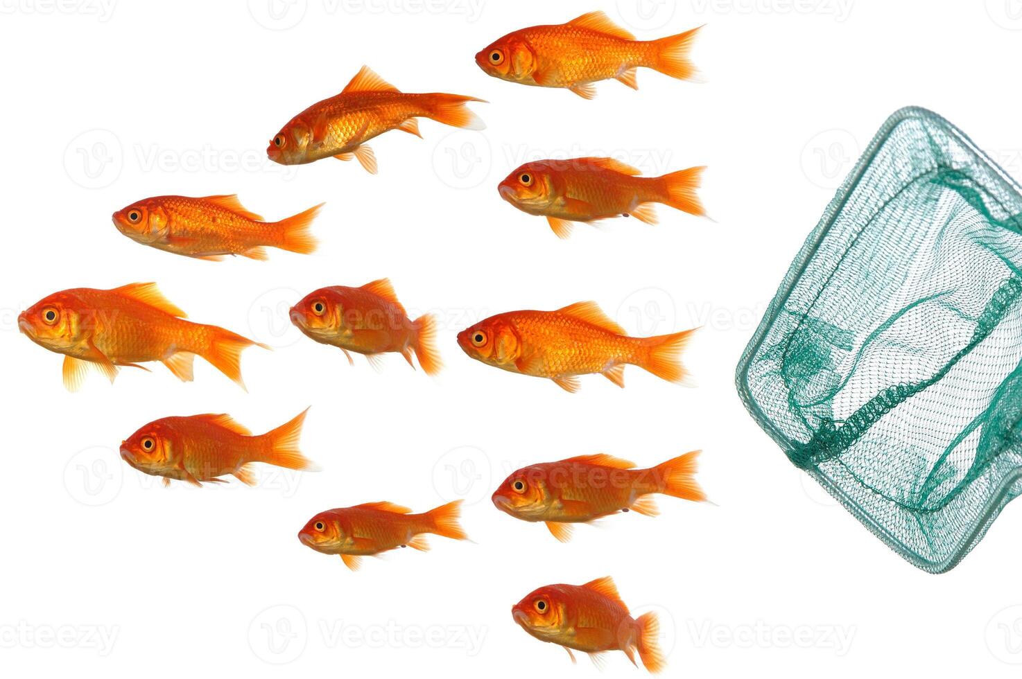Trying to survive. Goldfish and net. photo