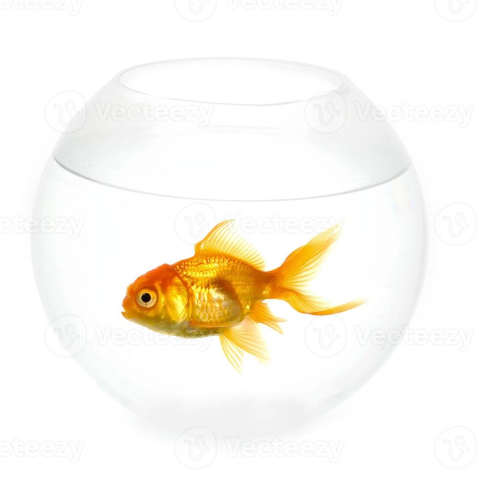 Goldfish in a bowl photo