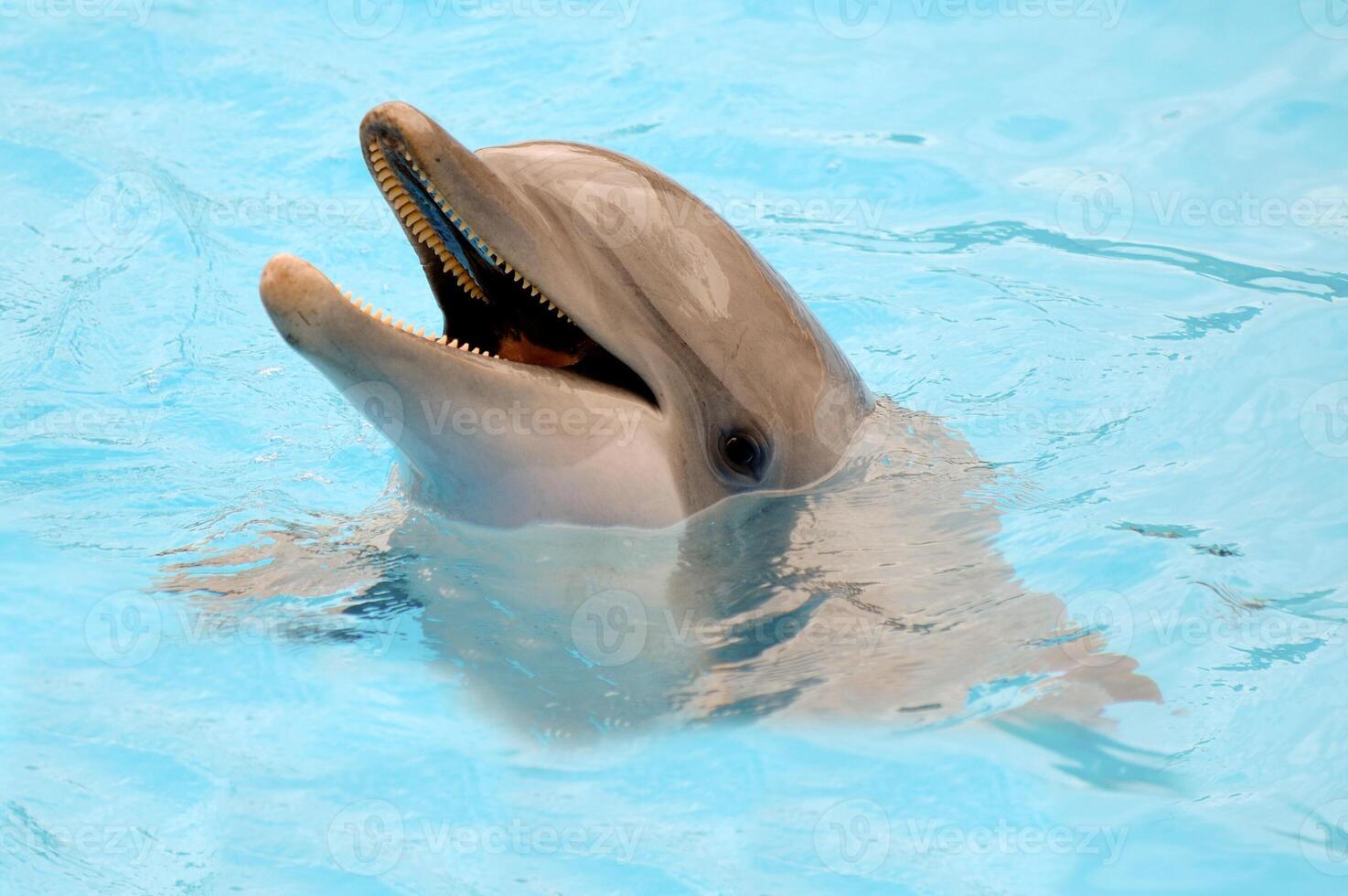 Happy dolphin in Water photo