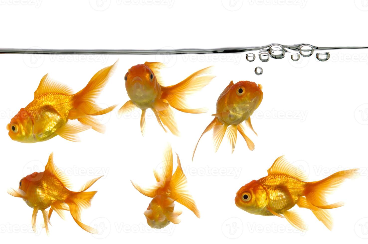 waterline and gold fish photo