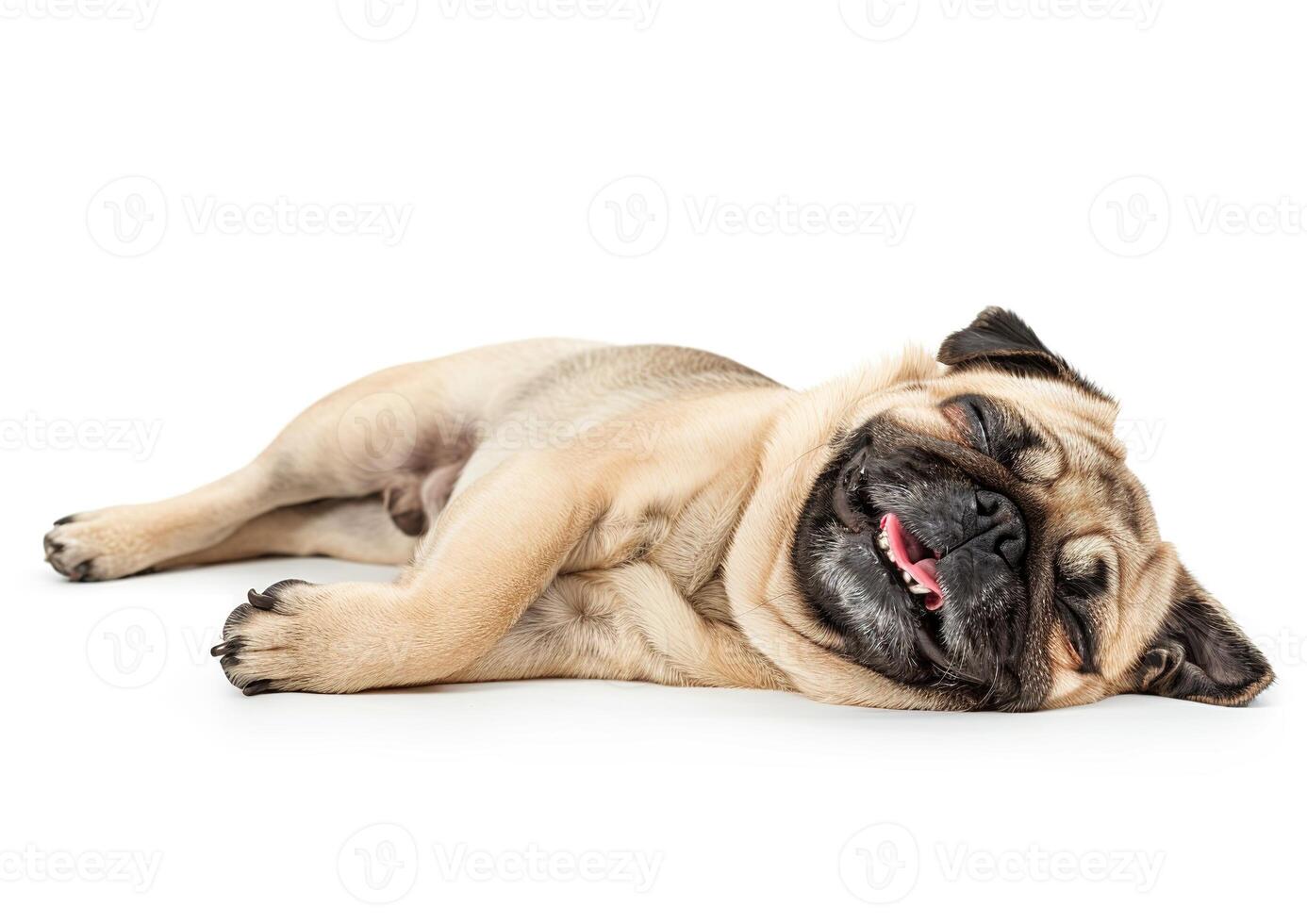 Photo of a happy pug dog lying down on a white background