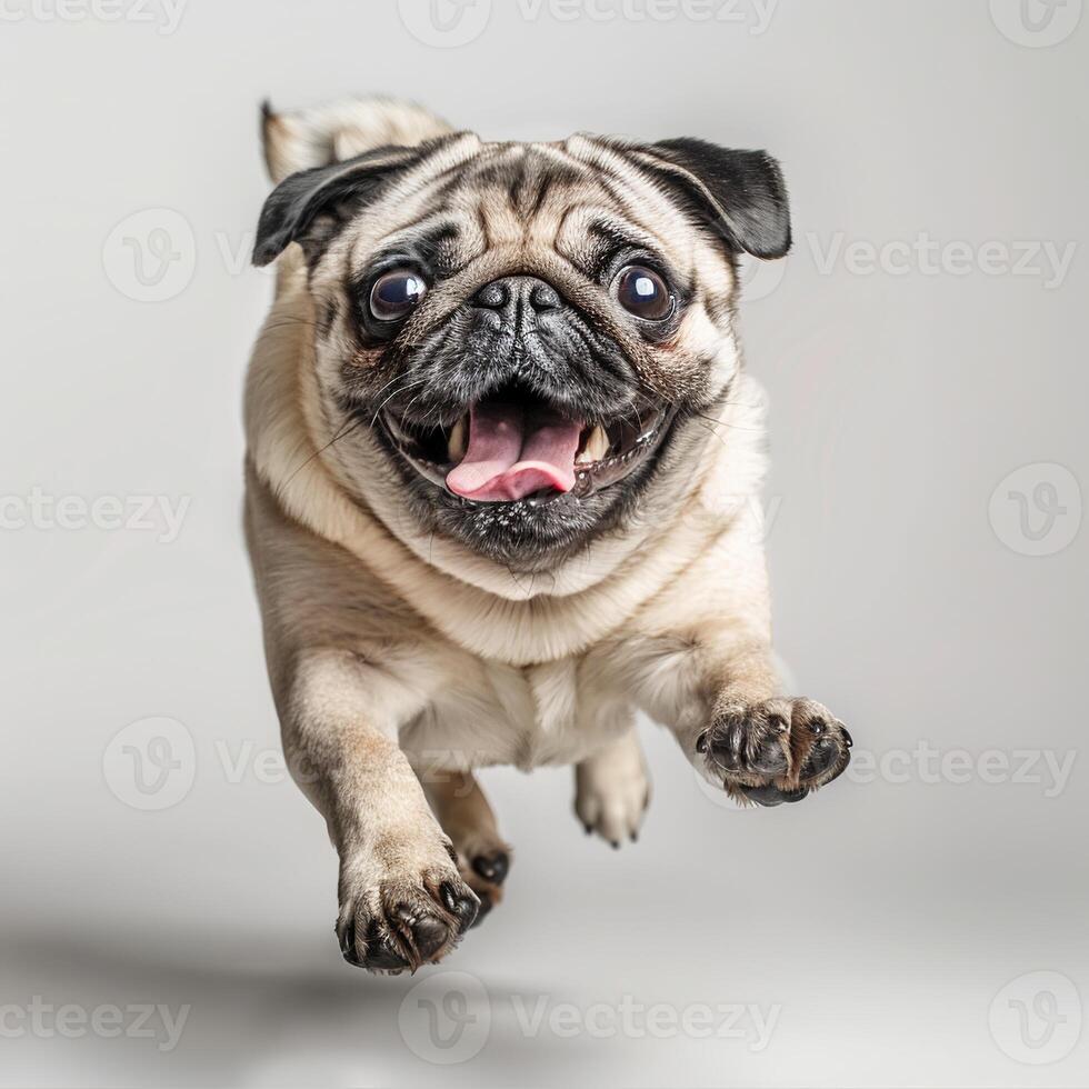 Photo of a happy pug dog lying down on a white background