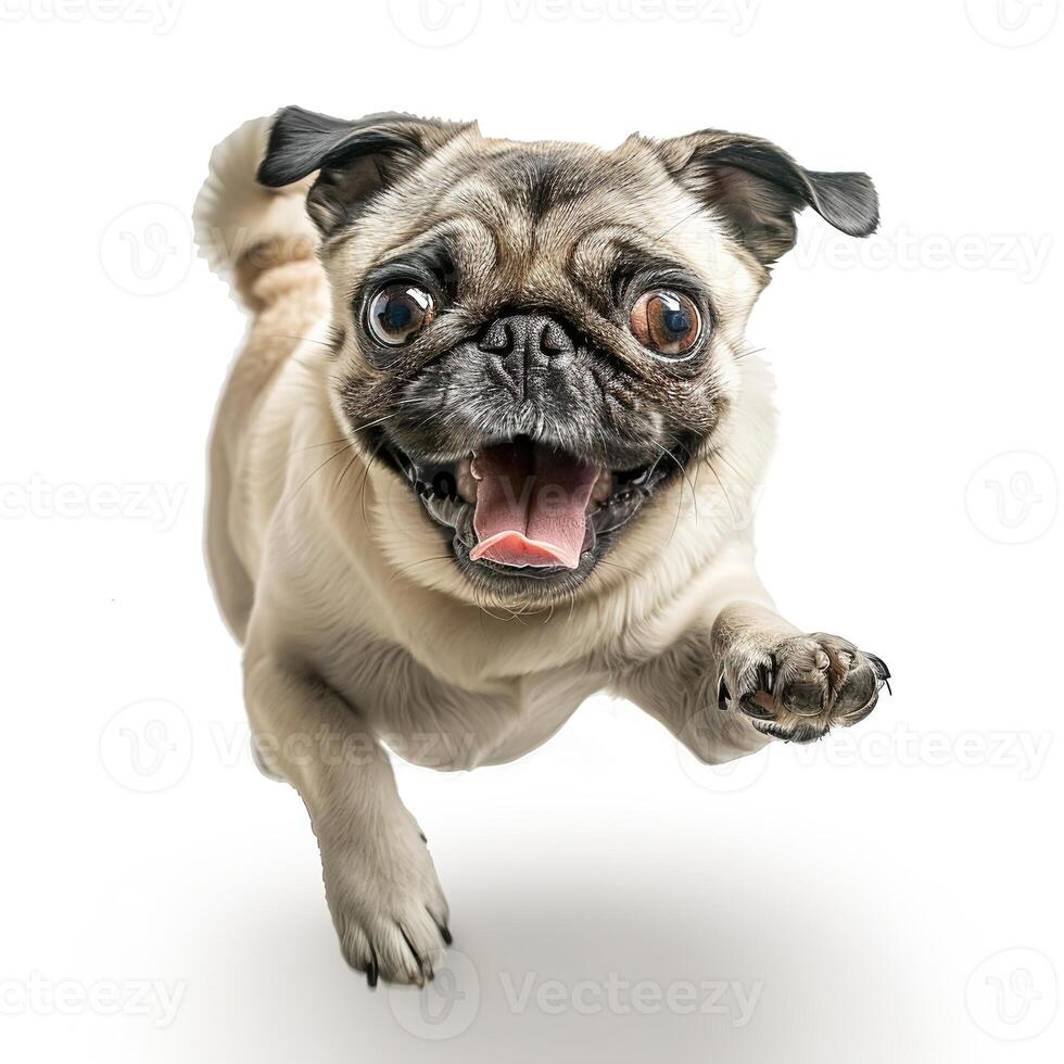 Photo of a happy pug dog lying down on a white background