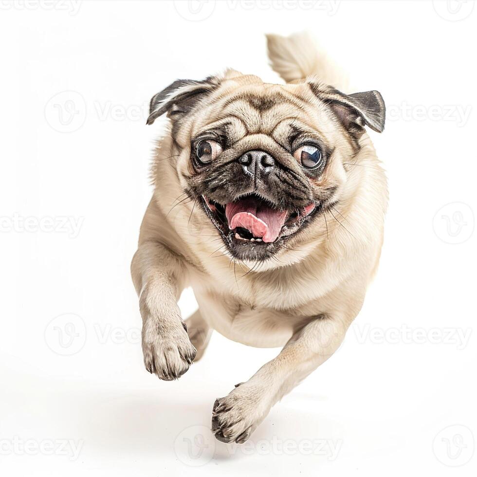 Photo of a happy pug dog lying down on a white background