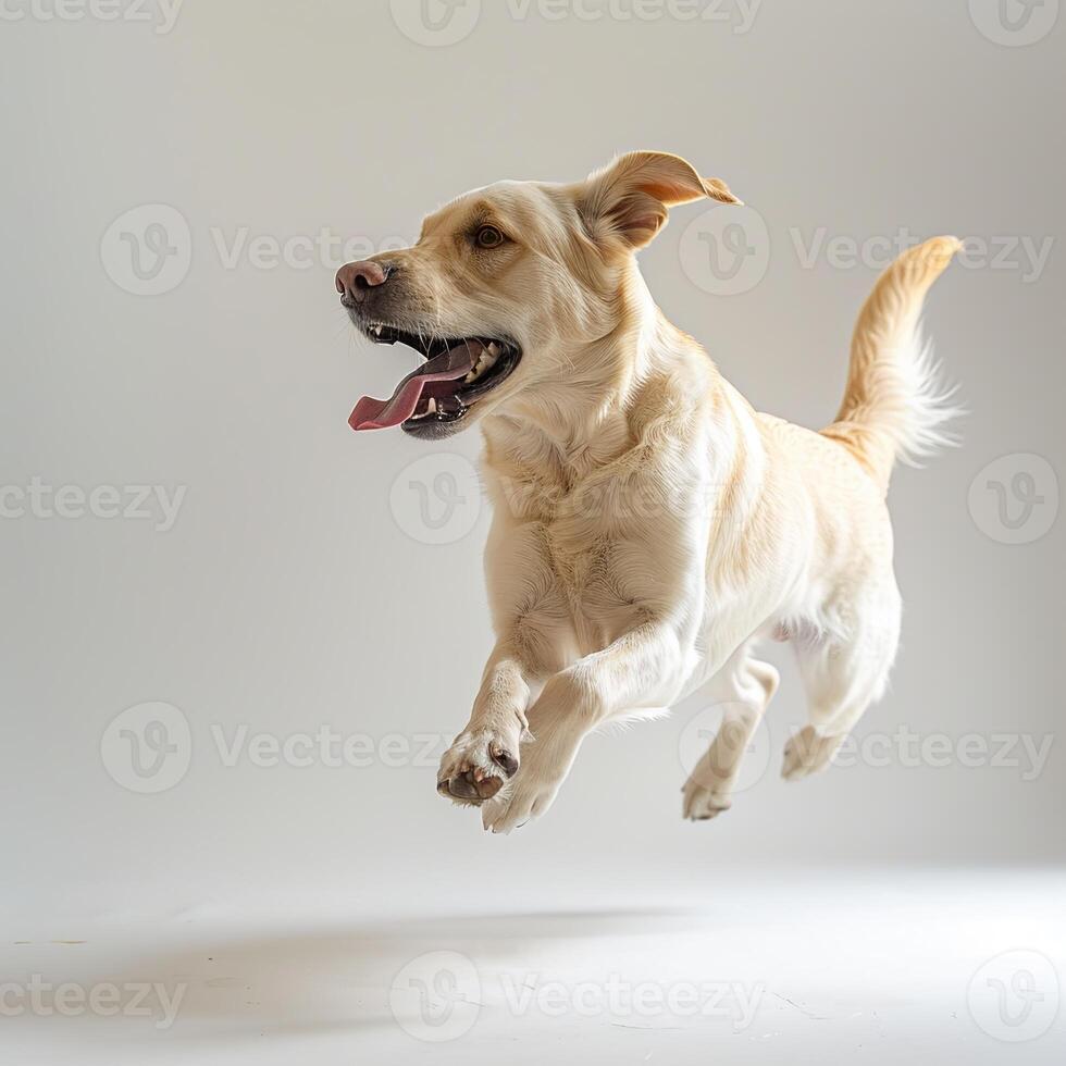 A cute golden retriever dog jumping and running on a white background photo