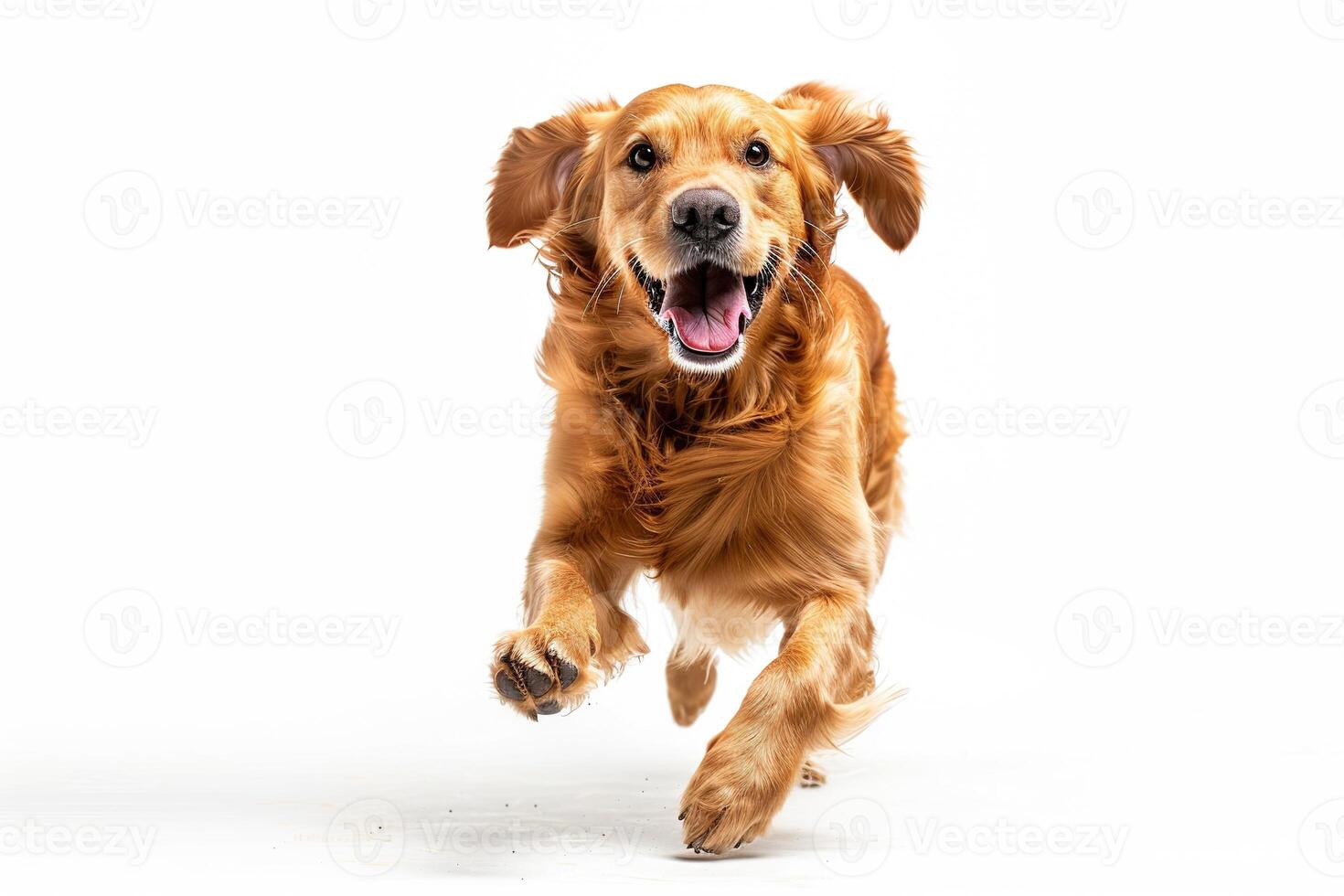 A cute golden retriever dog jumping and running on a white background photo