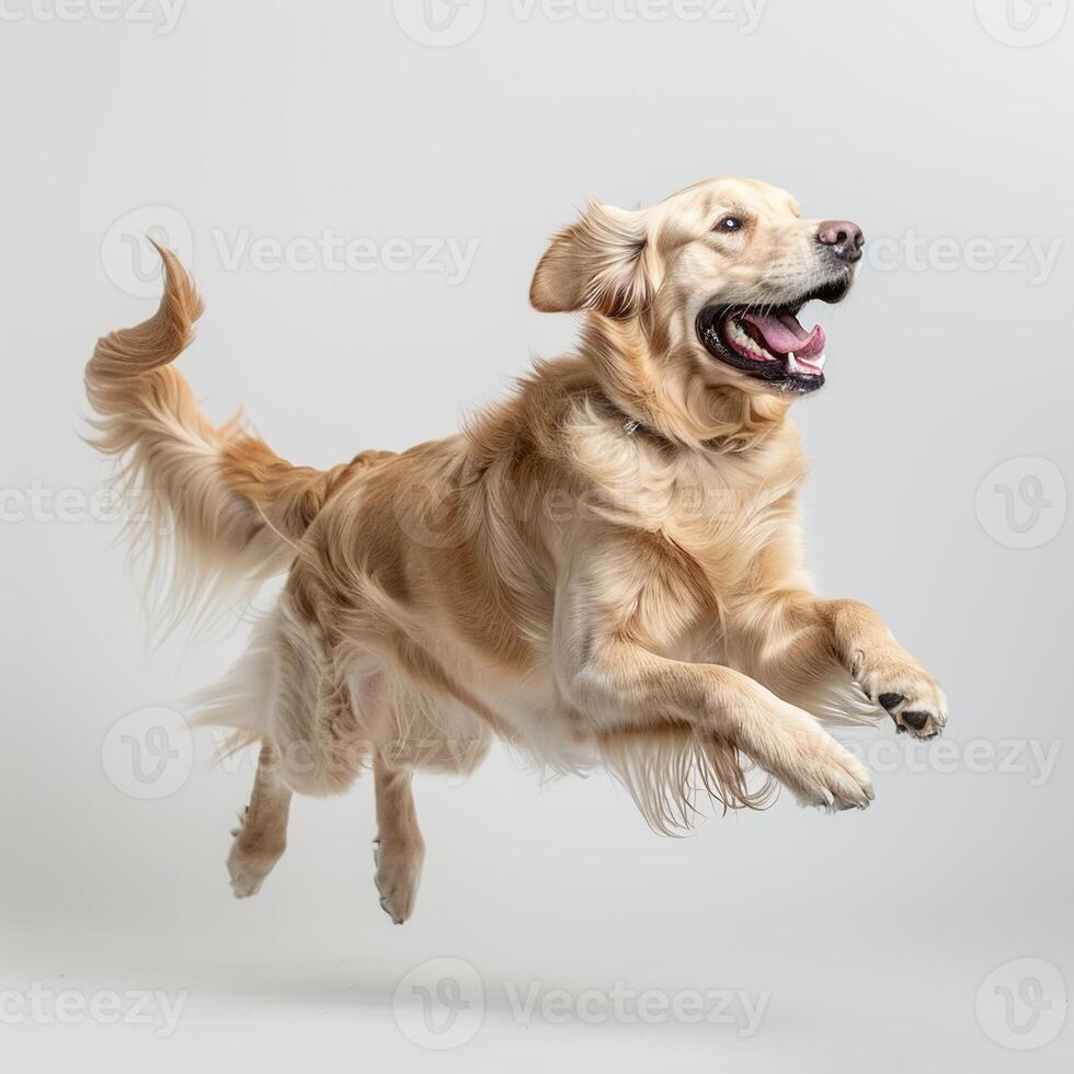 A cute golden retriever dog jumping and running on a white background photo