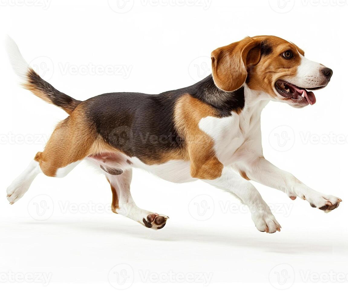 Beagle dog running and jumping, side view, white background, in the style of high definition photography, photo