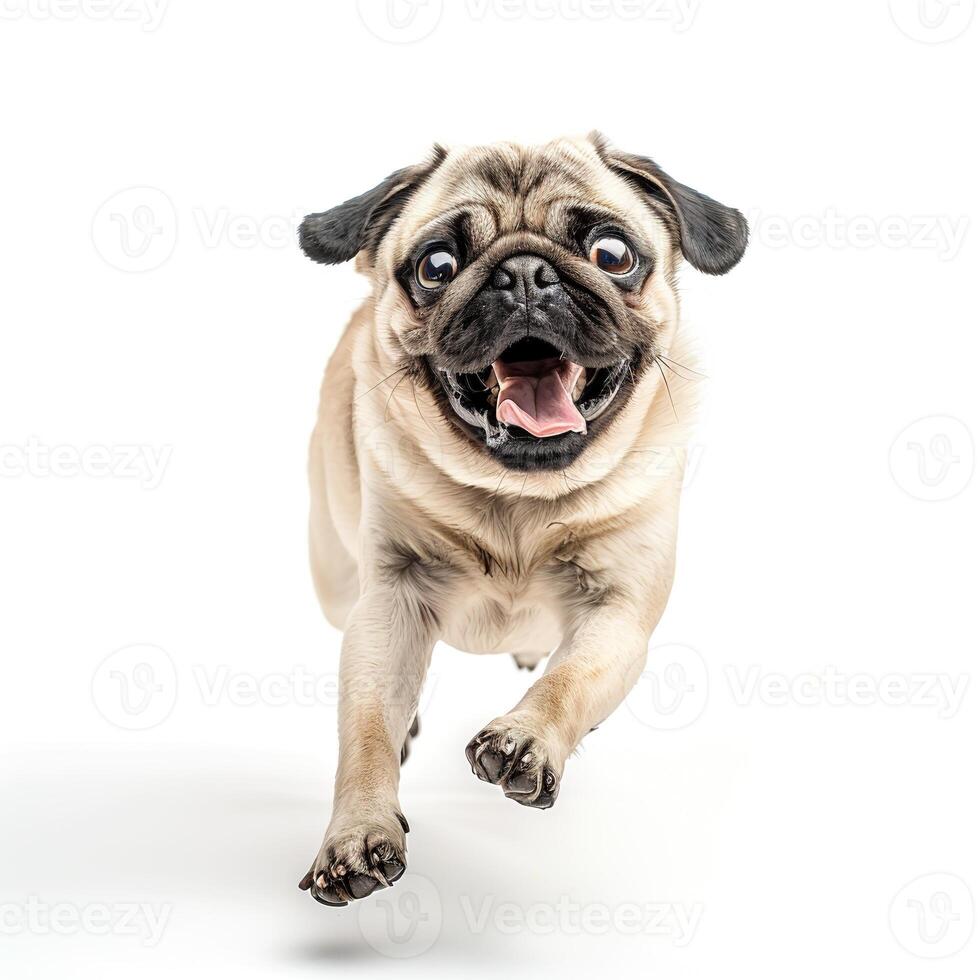 Photo of a happy pug dog lying down on a white background