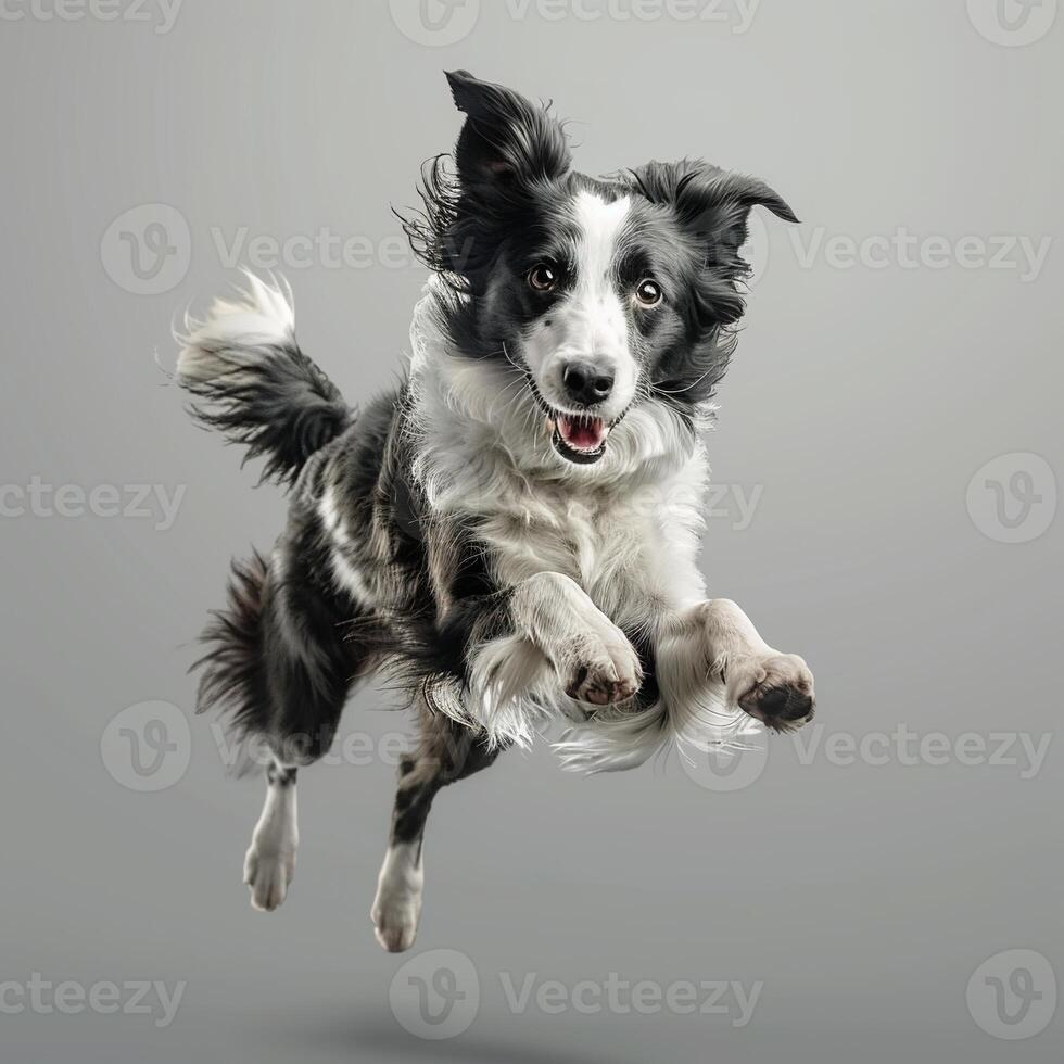 A black and white border collie dog jumping in full body against a white background photo