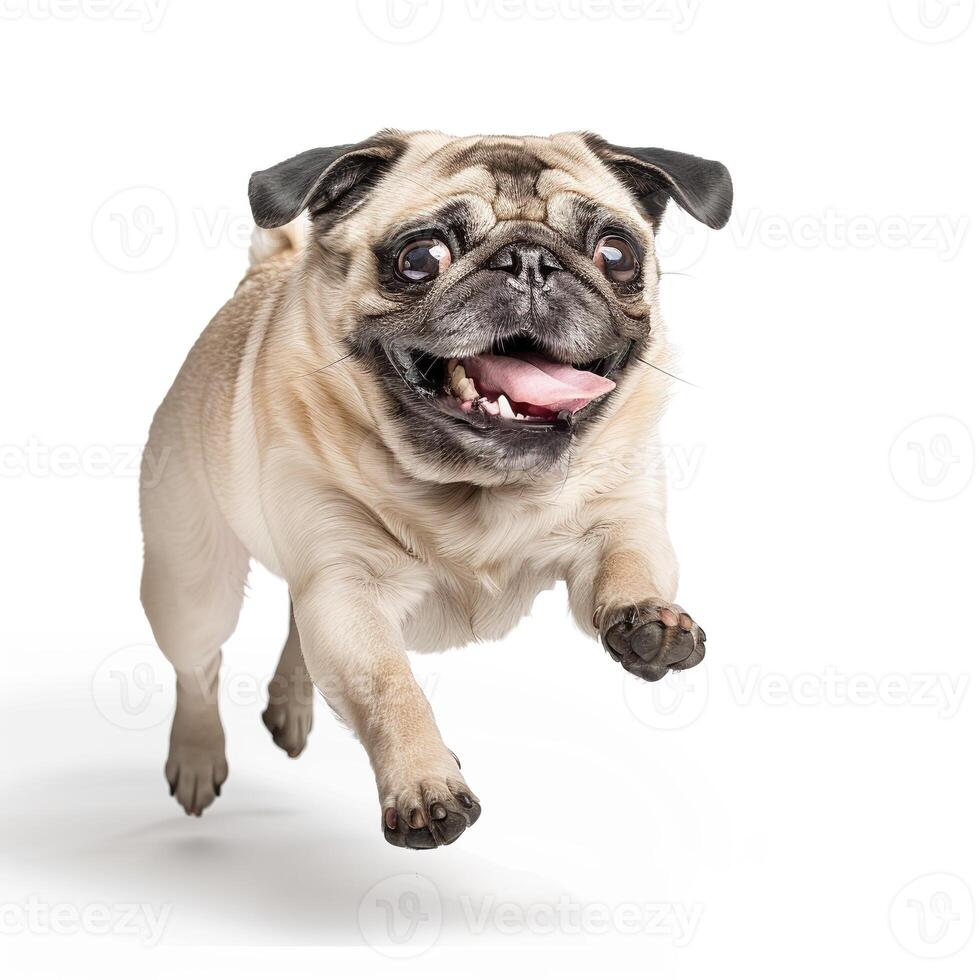 Photo of a happy pug dog lying down on a white background