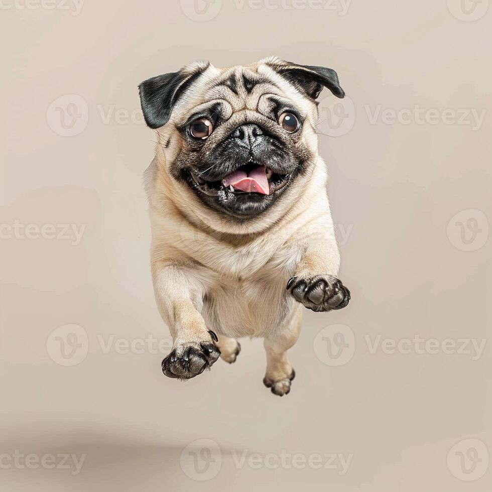 Photo of a happy pug dog lying down on a white background