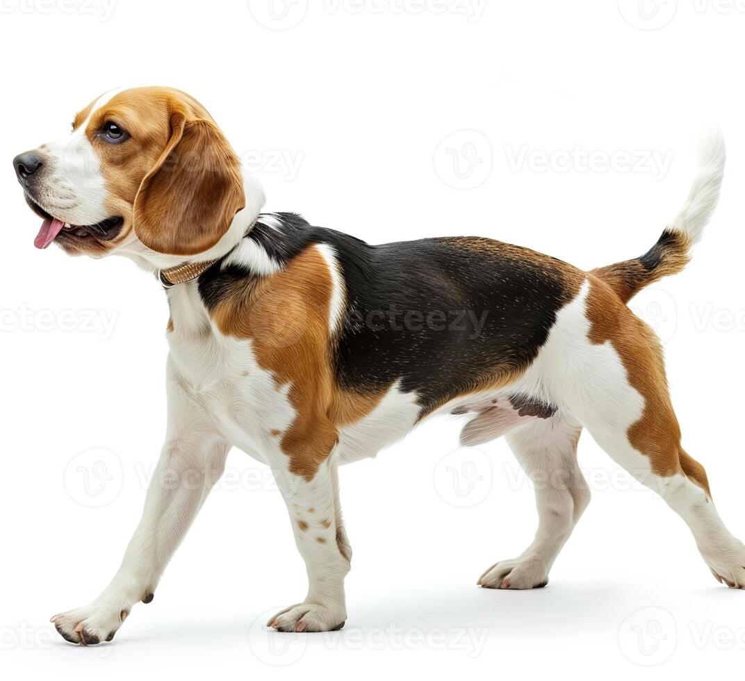 Beagle dog running and jumping, side view, white background, in the style of high definition photography, photo