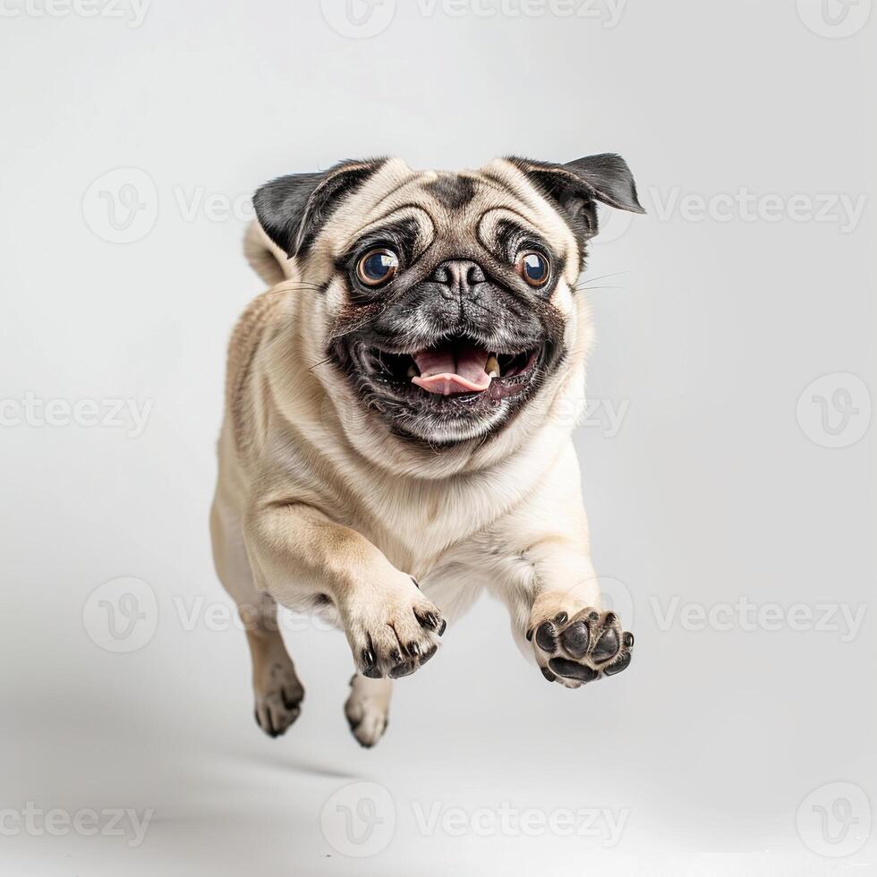 Photo of a happy pug dog lying down on a white background