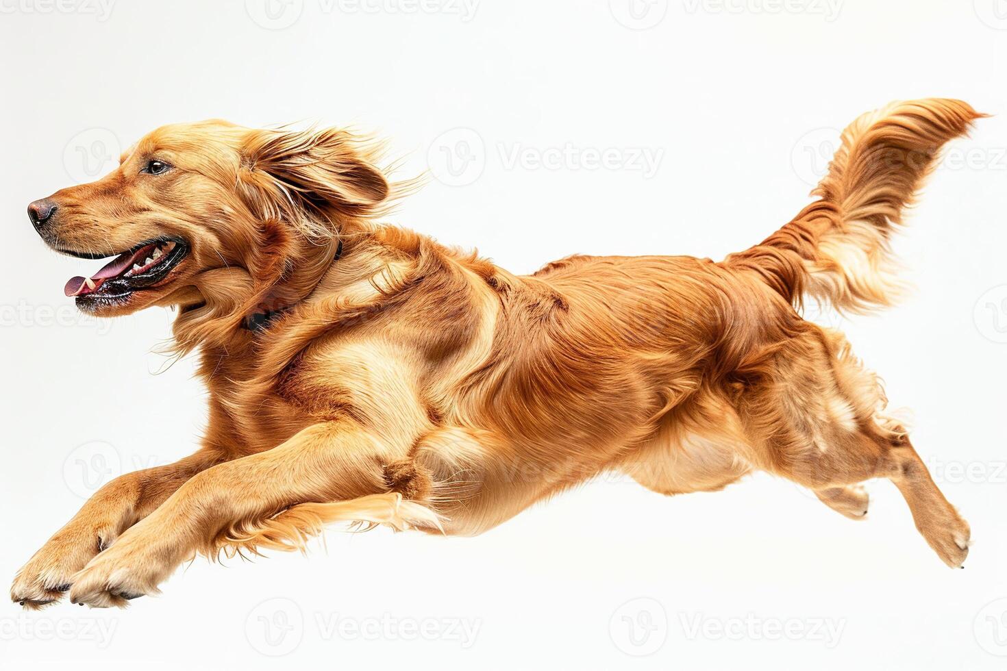 A cute golden retriever dog jumping and running on a white background photo