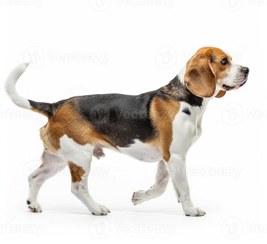 Beagle dog running and jumping, side view, white background, in the style of high definition photography, photo