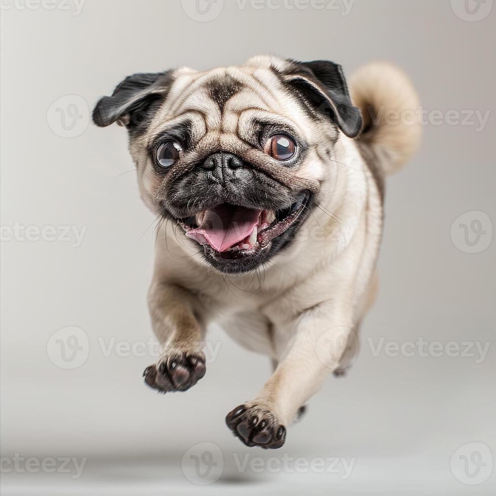 Photo of a happy pug dog lying down on a white background