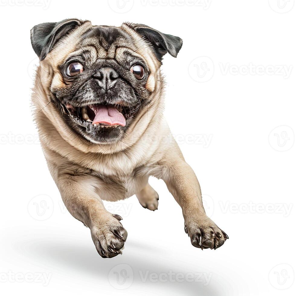 Photo of a happy pug dog lying down on a white background