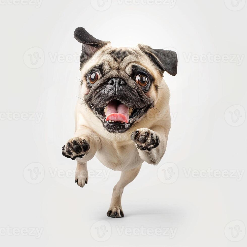 Photo of a happy pug dog lying down on a white background
