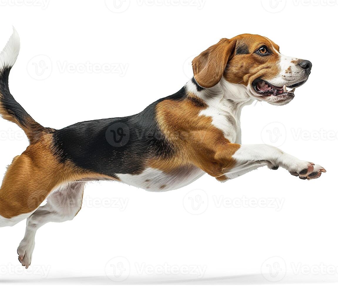 Beagle dog running and jumping, side view, white background, in the style of high definition photography, photo