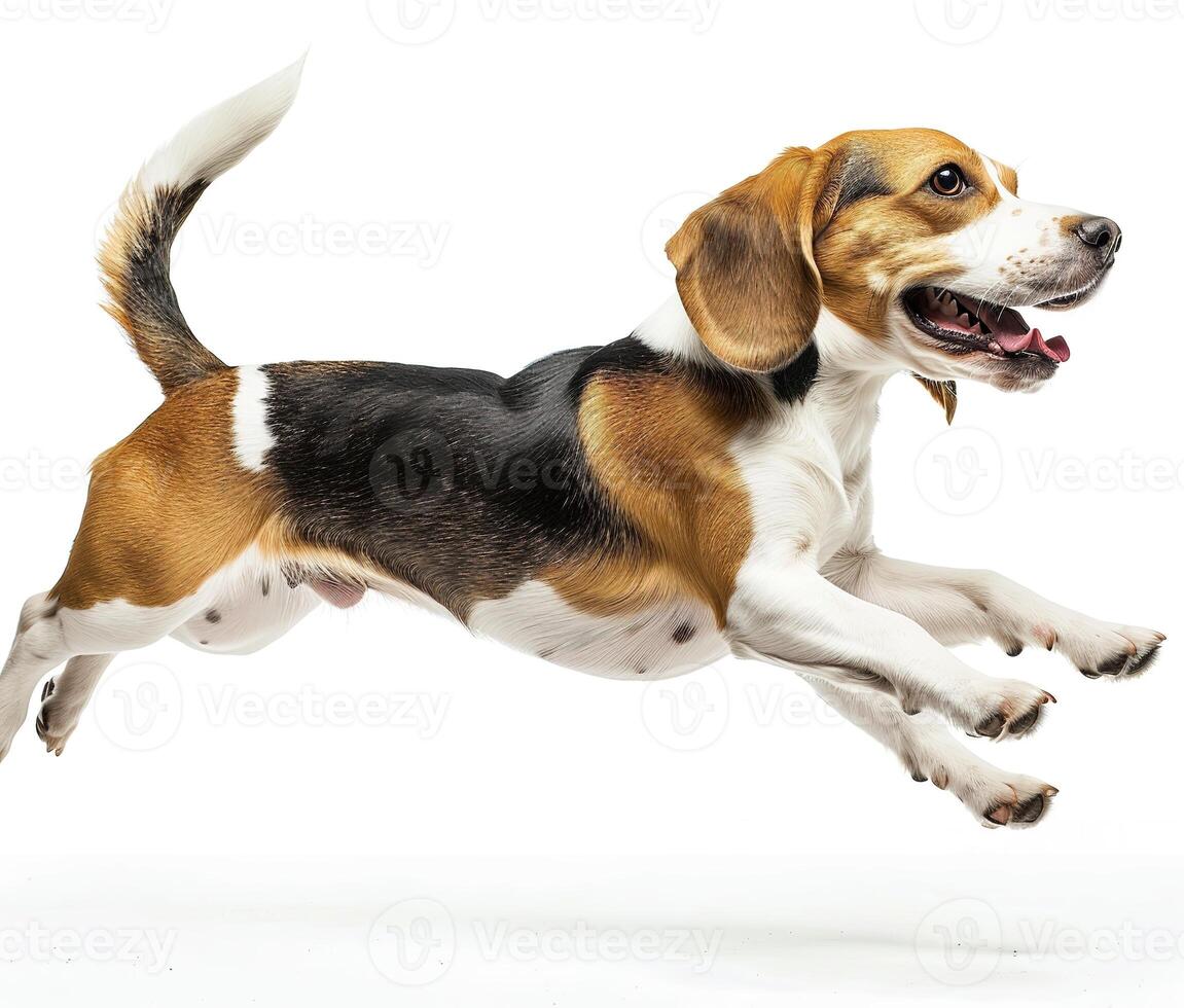 Beagle dog running and jumping, side view, white background, in the style of high definition photography, photo