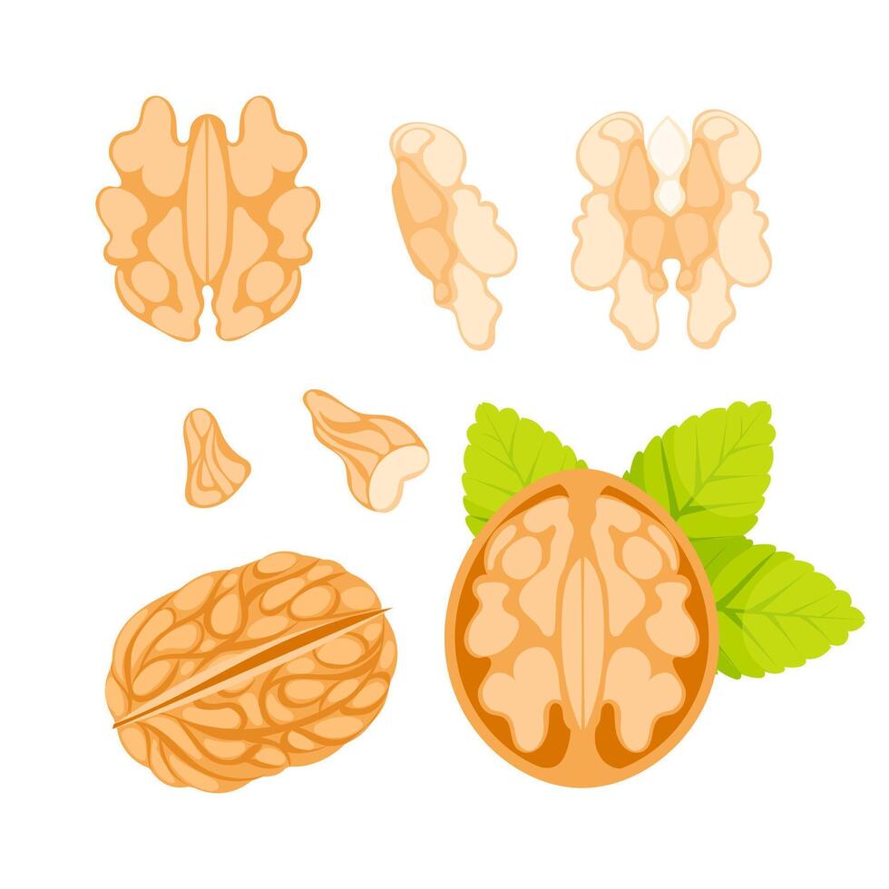 Illustration of a walnut, featuring its shell, kernel, and leaves, presented in various states vector