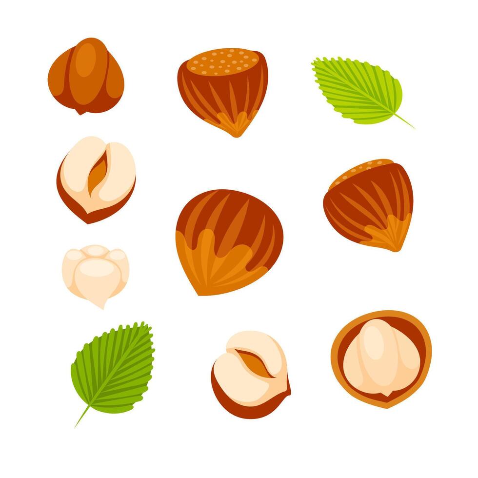 Hazelnuts at various stages of ripeness, showcasing the nut, shell, and kernel, providing a comprehensive visual guide to this popular nut vector