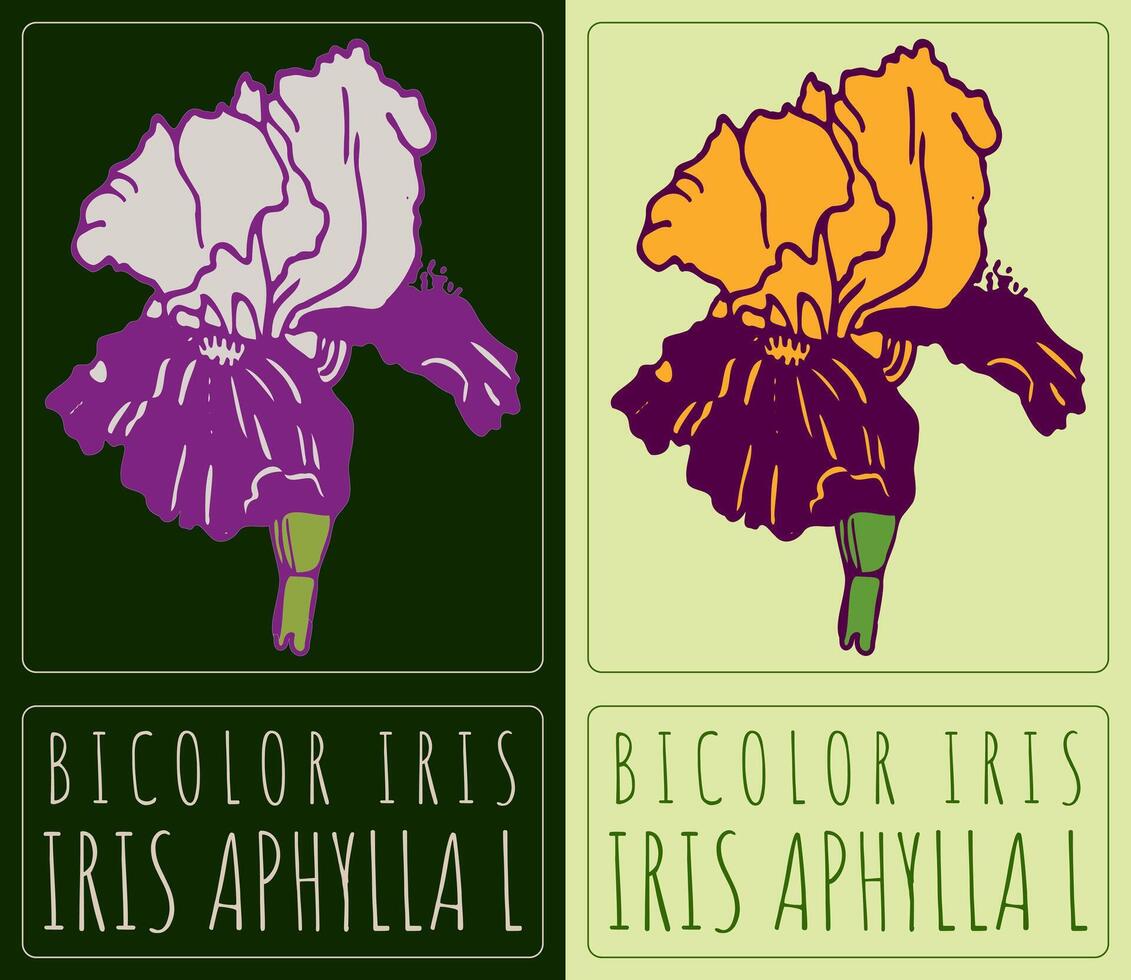 Drawing BICOLOR IRIS. Hand drawn illustration. Latin name is IRIS APHYLLA L. vector