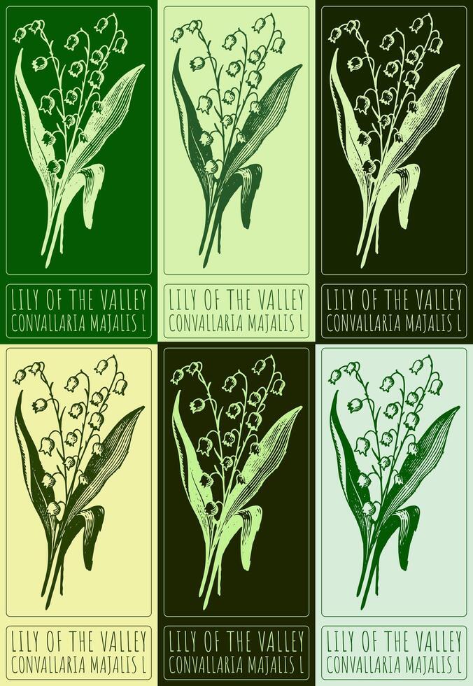 Set of drawing LILY OF THE VALLEY in various colors. Hand drawn illustration. Latin name is CONVALLARIA MAJALIS L. vector