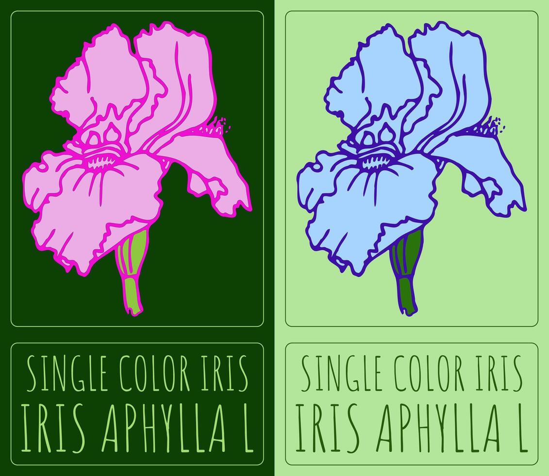 Drawing SINGLE COLOR IRIS. Hand drawn illustration. Latin name is IRIS APHYLLA L. vector