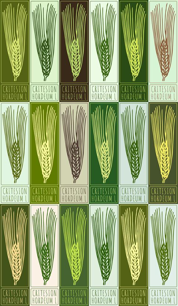 Set of drawing CRITESION in various colors. Hand drawn illustration. Latin name is HORDEUM L vector