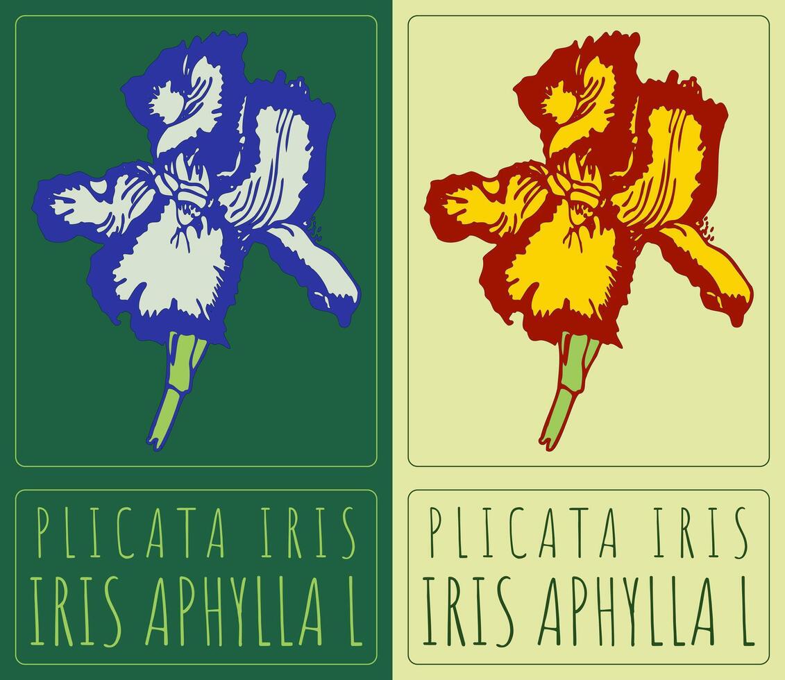 Drawing PLICATA IRIS. Hand drawn illustration. Latin name is IRIS APHYLLA L. vector