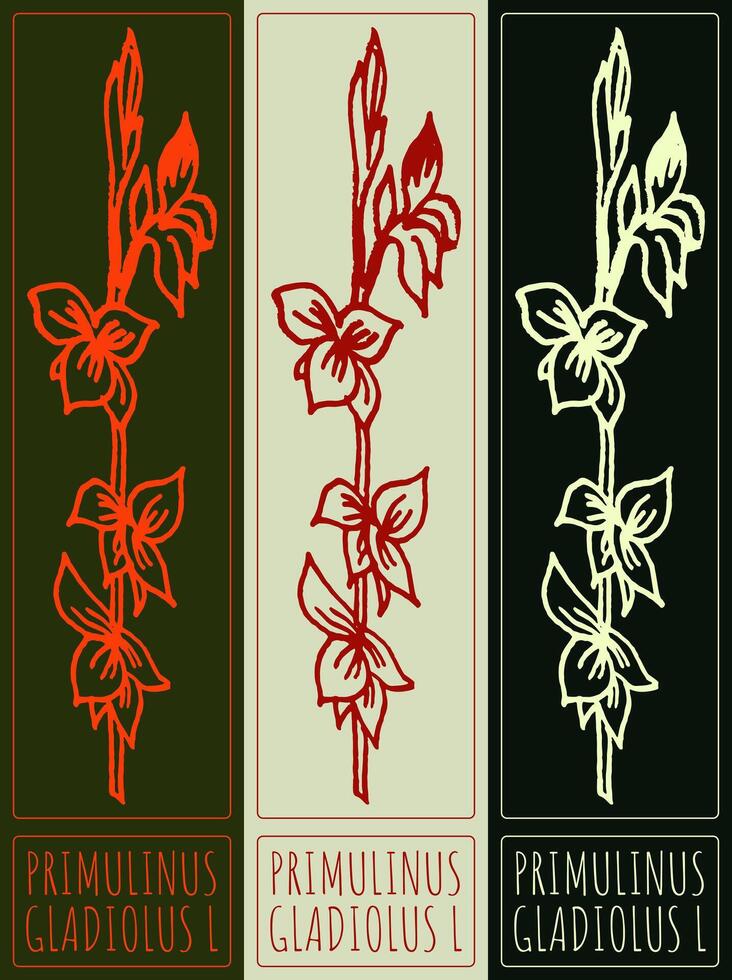 Drawing PRIMULINUS. Hand drawn illustration. Latin name is GLADIOLUS L. vector