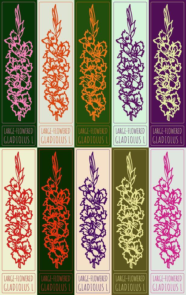 Set of drawing LARGE-FLOWERED GLADIOLUS in various colors. Hand drawn illustration. Latin name is GLADIOLUS L. vector