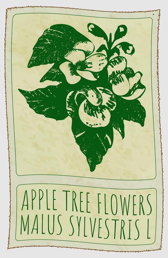 Drawing APPLE TREE FLOWERS in Chinese. Hand drawn illustration. Latin name is MALUS SYLVESTRIS L. vector