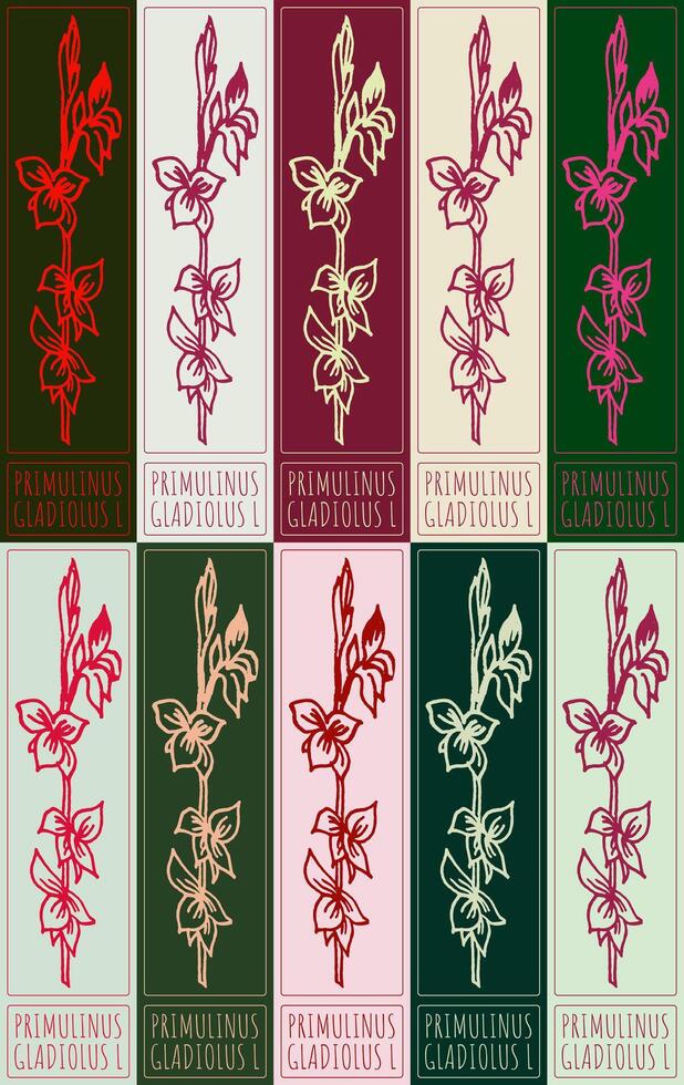 Set of drawing PRIMULINUS in various colors. Hand drawn illustration. Latin name is GLADIOLUS L. vector