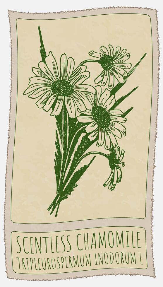 Drawing SCENTLESS CHAMOMILE. Hand drawn illustration. Latin name is TRIPLEUROSPERMUM INODORUM L. vector