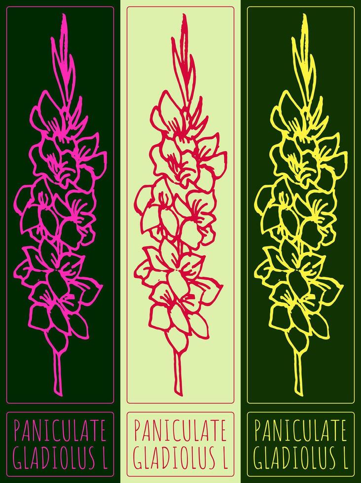 Drawing PANICULATE GLADIOLUS. Hand drawn illustration. Latin name is GLADIOLUS L. vector