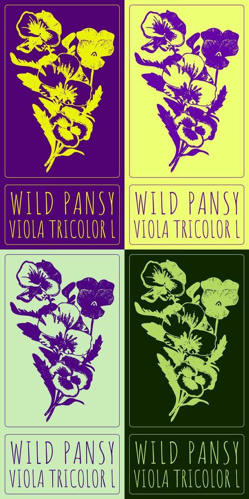 Set of drawing WILD PANSY in Chinese in various colors. Hand drawn illustration. Latin name is VIOLA TRICOLOR L. vector