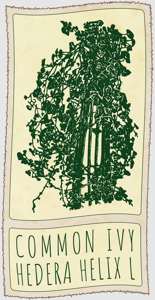 Drawing COMMON IVY. Hand drawn illustration. Latin name is HEDERA HELIX L. vector