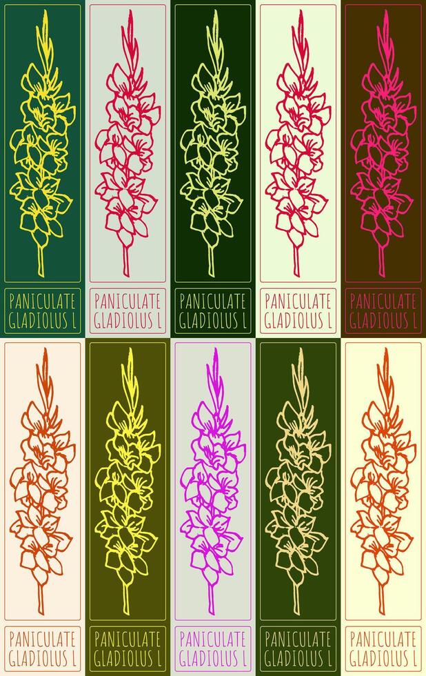 Set of drawing PANICULATE GLADIOLUS in various colors. Hand drawn illustration. Latin name is GLADIOLUS L. vector