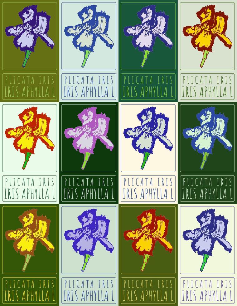 Set of drawing PLICATA IRIS in various colors. Hand drawn illustration. Latin name is IRIS APHYLLA L. vector