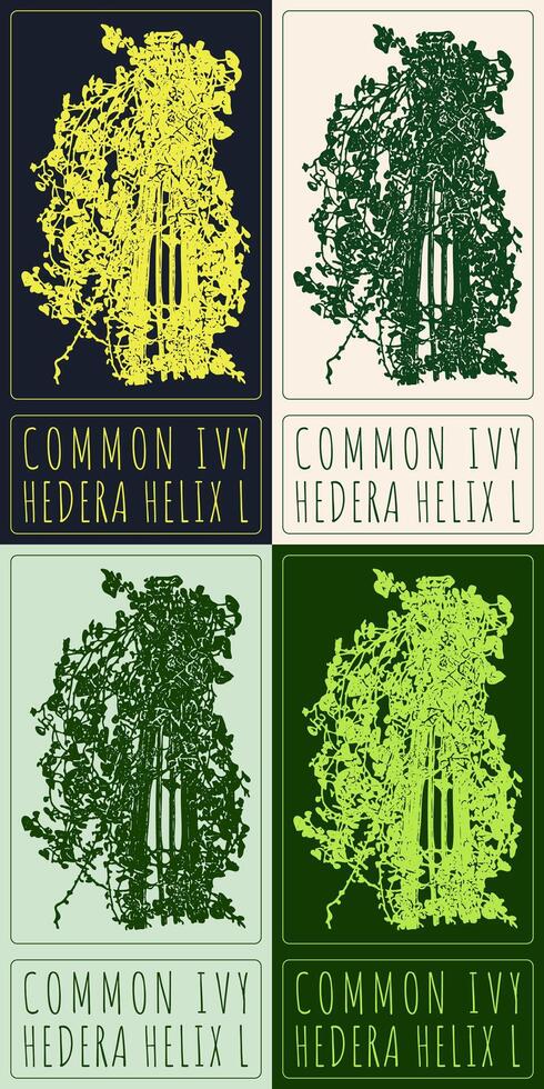 Set of drawing COMMON IVY in various colors. Hand drawn illustration. Latin name is HEDERA HELIX L vector