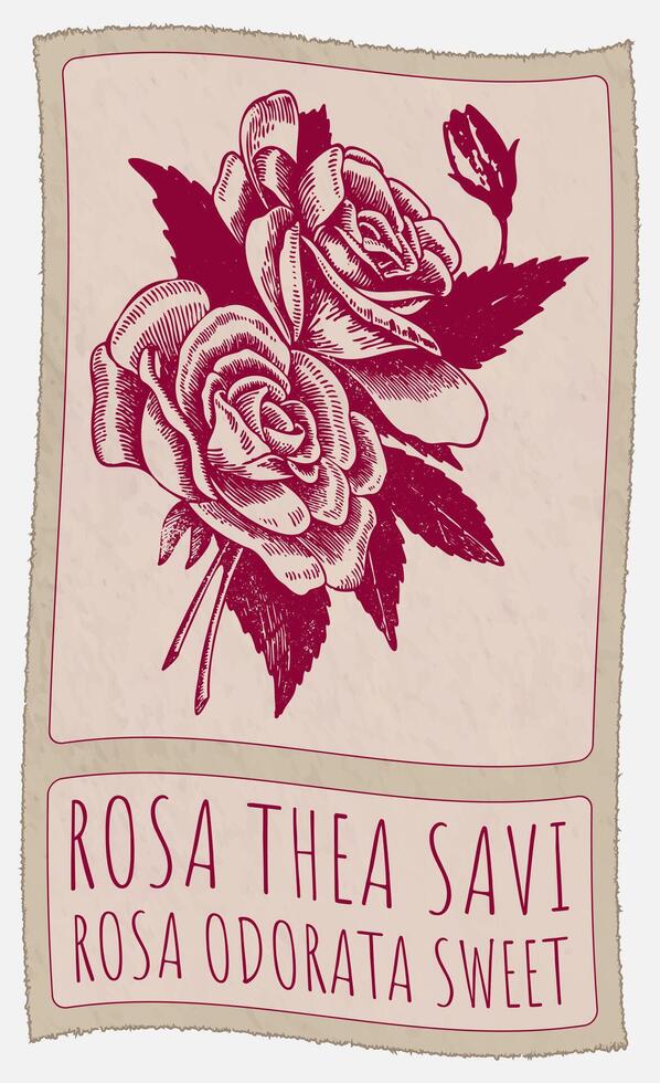 Drawing ROSA THEA SAVI. Hand drawn illustration. Latin name is ROSA ODORATA SWEET. vector