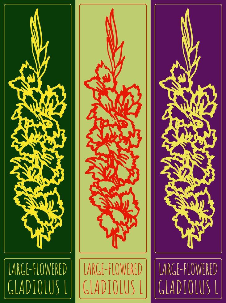 Drawing LARGE-FLOWERED GLADIOLUS. Hand drawn illustration. Latin name is GLADIOLUS L. vector