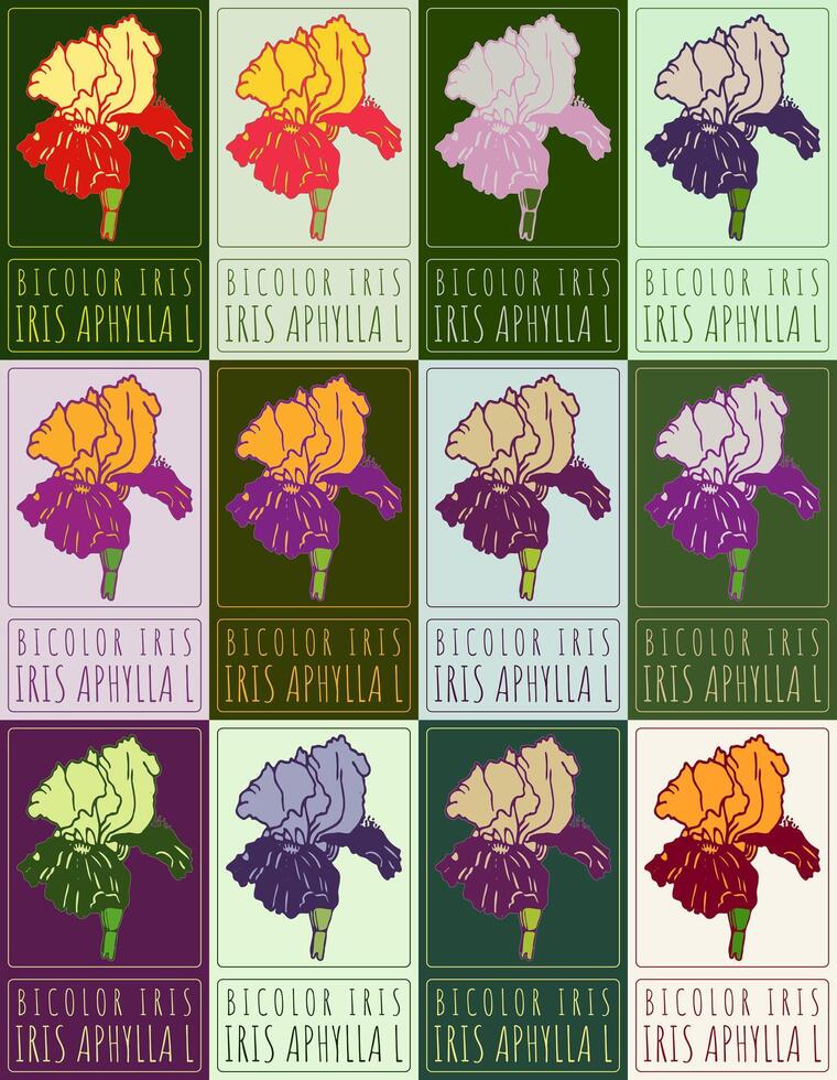 Set of drawing BICOLOR IRIS in various colors. Hand drawn illustration. Latin name is IRIS APHYLLA L. vector