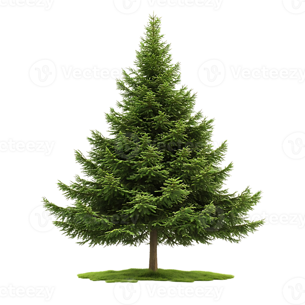 A Tall Evergreen Tree Standing Proudly Against a Transparent Background, a Symbol of Nature's Beauty png