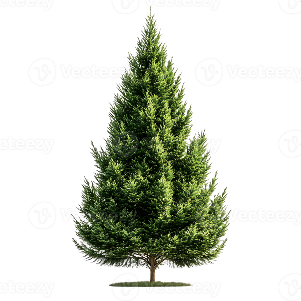 Tall Evergreen Tree with a Transparent Background, Isolated on Black, Perfect for Nature-Themed Designs png